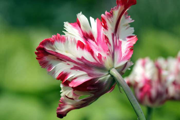 Тюльпан гибридный (Tulipa hibrida), фото фотография садовые цветы