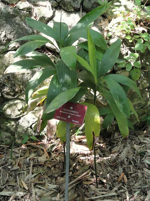 Хамедорея столононосная (Chamaedorea stolonifera), фото фотография пальмы