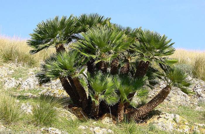 Хамеропс приземистый (Chamaerops humilis), фото фотография пальмы