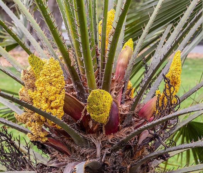 Хамеропс приземистый (Chamaerops humilis), фото фотография пальмы