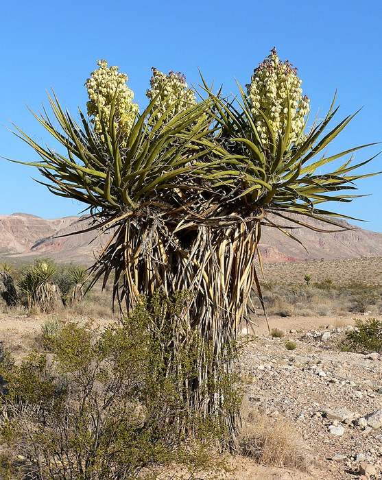   (Yucca schidigera),   