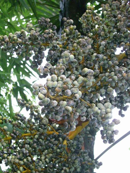 Трахикарпус Форчуна (Trachycarpus fortunei), фото фотография пальмы