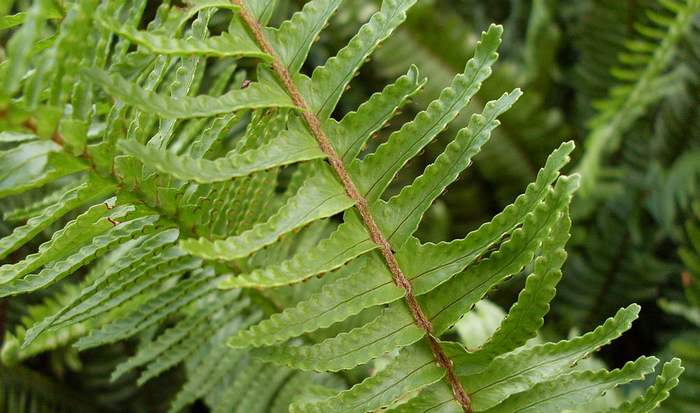 Нефролепис сердцелистный (Nephrolepis cordifolia), фото фотография папоротники