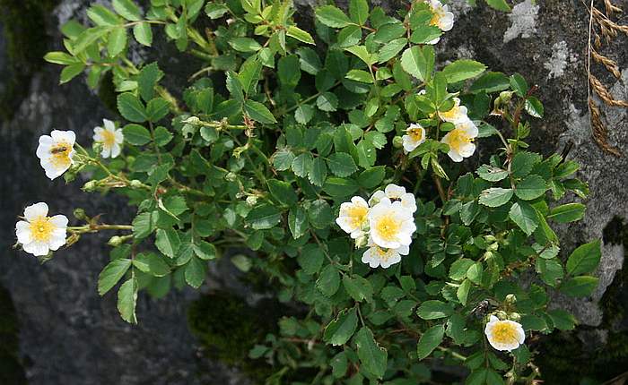 Роза многоцветковая (Rosa multiflora), фото фотография розы