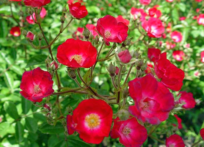 Роза многоцветковая (Rosa multiflora), фото фотография розы