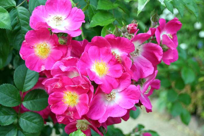 Роза Вихураяна (Rosa lucieae), фото фотография розы