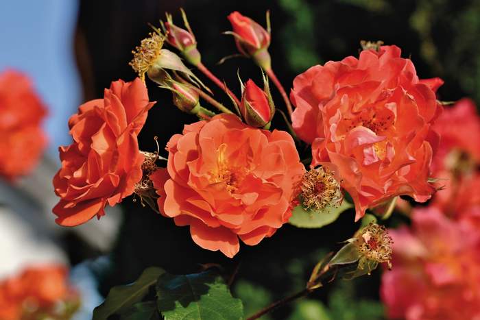 Красные розы, фото фотография садовые растения