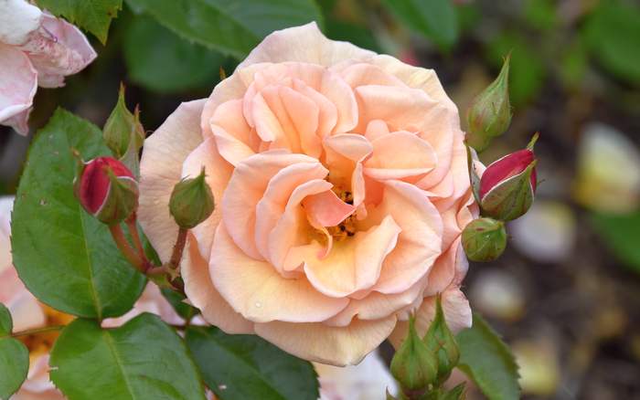 Бледно-лососевая роза, фото фотография садовые растения