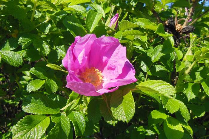 Роза морщинистая (Rosa rugosa), фото фотография розы