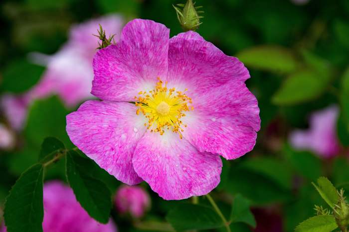Роза сизая (Rosa glauca), фото фотография розы