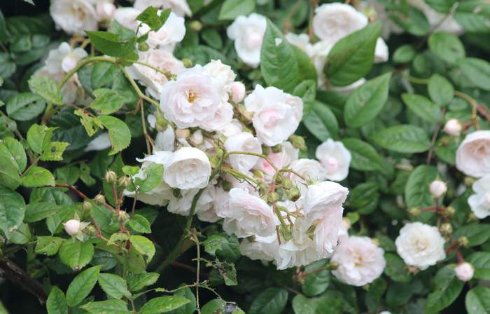 Белая плетистая роза, фото фотография розы