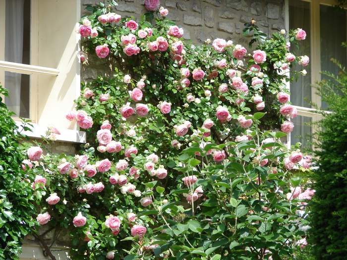 Плетистые розовые розы, фото фотография садовые растения