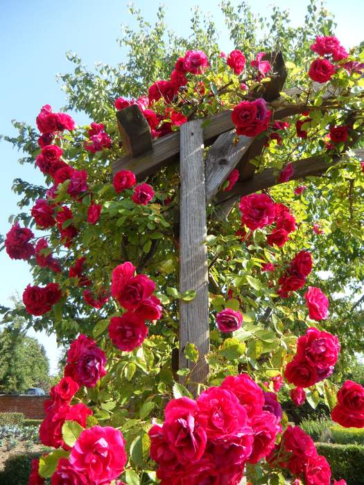 Плетистые красные розы, фото фотография садовые растения