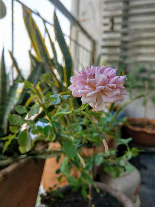 Цветущая роза на балконе, фото фотография комнатные цветы