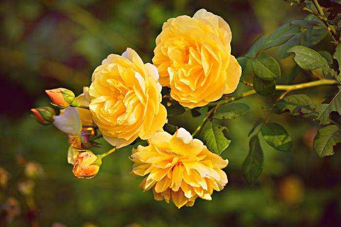 Желтые розы на открытом грунте, фото фотография цветы