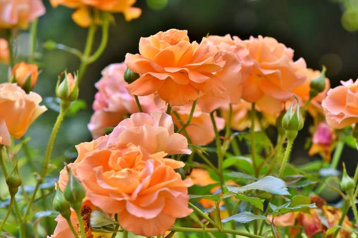 Оранжевые розы, фото фотография цветы