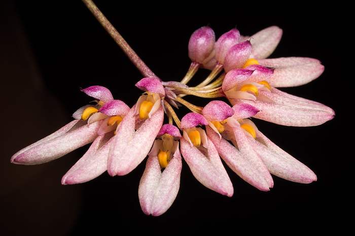 (Bulbophyllum spec.),   