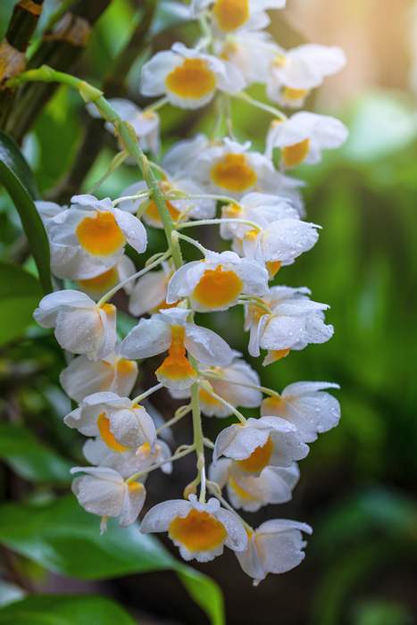   (Dendrobium thyrsiflorum),   