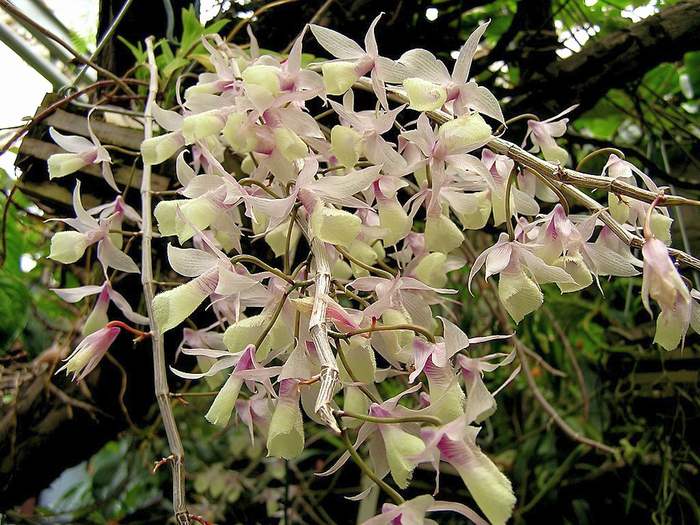   (Dendrobium aphyllum),   