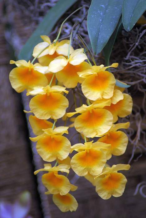   (Dendrobium jenkinsii),   
