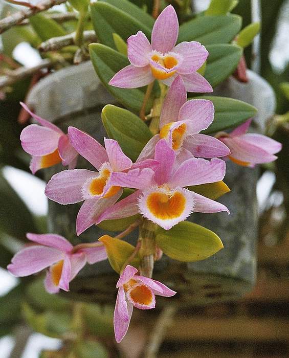   (Dendrobium loddigesii),   