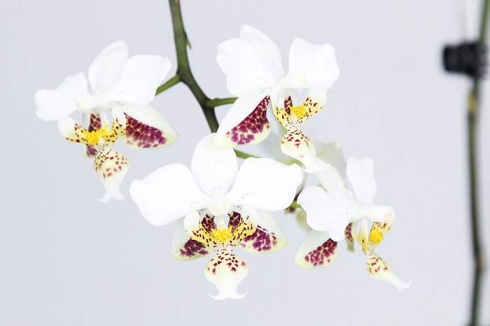   (Phalaenopsis stuartiana),   