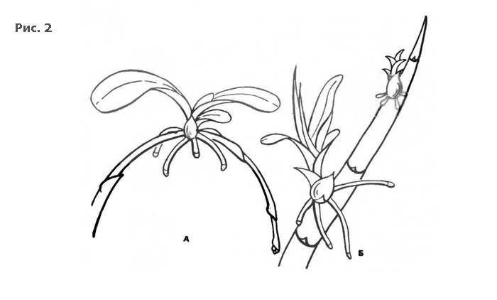 Размножение орхидей стеблевыми отпрысками, рисунок картинка орхидеи