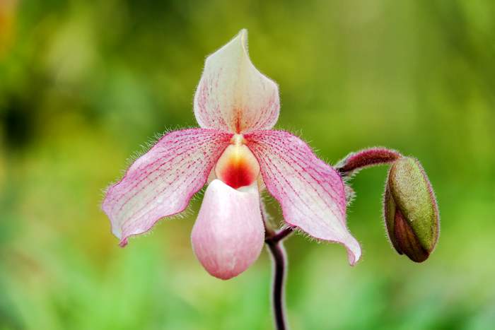 Собралия декора (Sobralia decora), фото фотография орхидеи