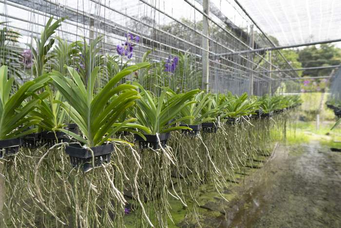 Промышленное выращивание орхидей в теплицах, фото фотография орхидеи