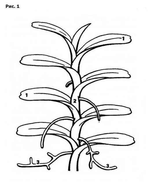 Моноподиальные орхидеи, рисунок картинка орхидеи