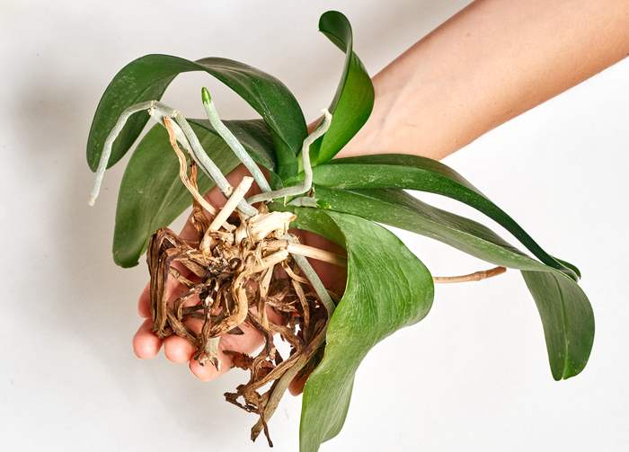 Орхидея с обнаженными корнями, фото фотография орхидеи