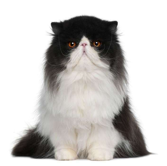 Персидская кошка, фото фотография кошки