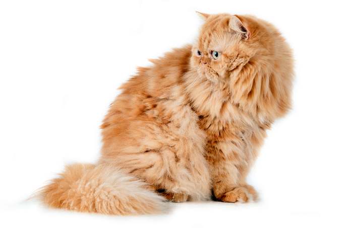 Персидская кошка, фото фотография кошки