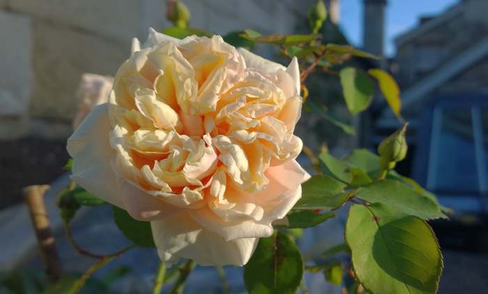 Роза Gloire de Dijon, фото фотография цветы