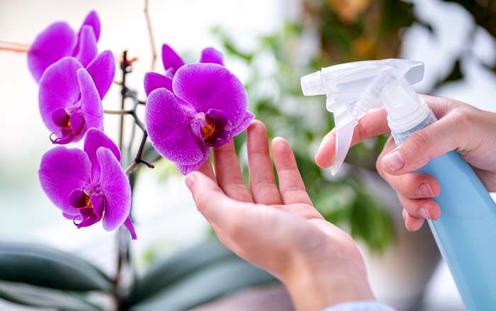 Опрыскивание цветов орхидеи, фото фотография орхидеи