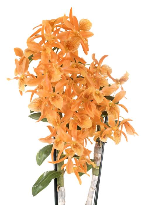 Дендробиум стардаст (Dendrobium Stardust), фото фотография орхидеи