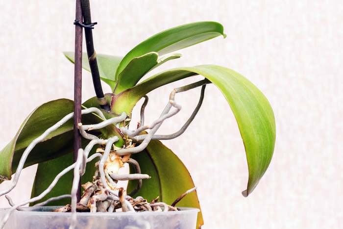 Удобрения и подкормки для орхидей (фото), Основное удобрение для орхидей,  Система внесения удобрений