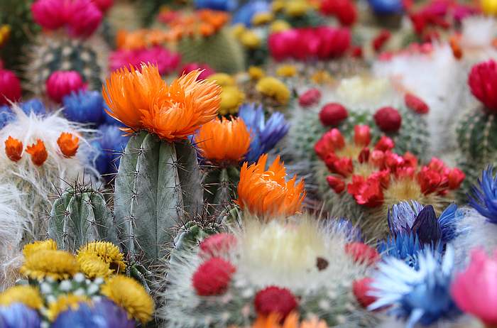 Коллекция цветущих кактусов, фото фотография суккуленты