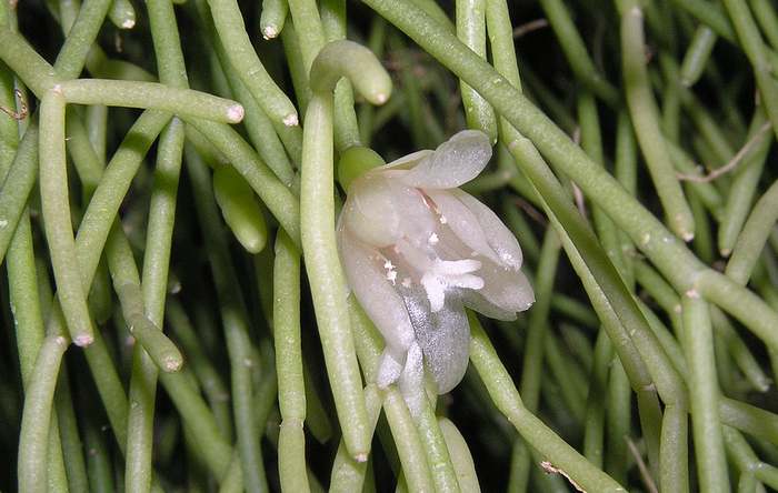 Рипсалис волосовидный (Rhipsalis capilliformis), фото фотография кактусы