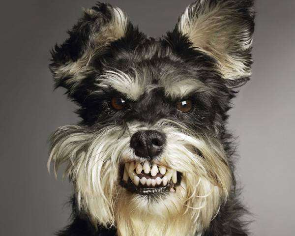 Агрессивная оскаленная собака, фото фотография