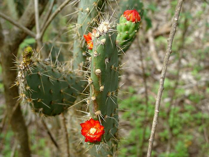 Тацинга весловидная (Tacinga palmadora), фото фотография кактусы
