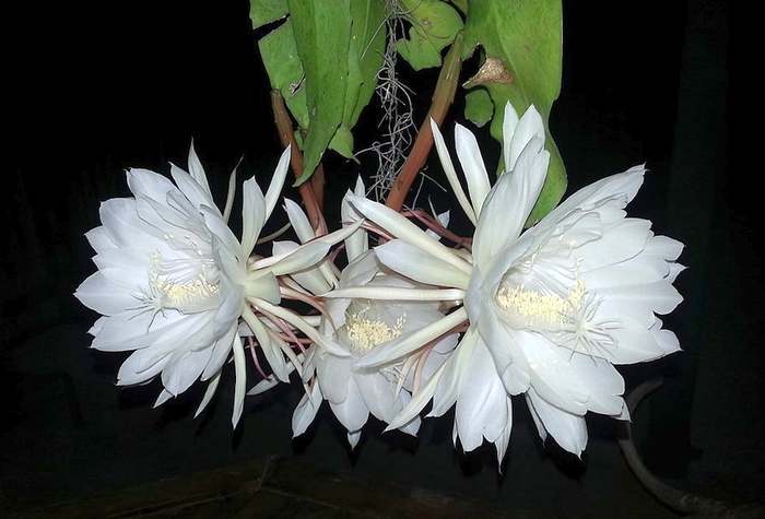   (Epiphyllum oxypetalum),   