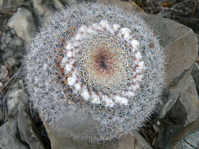 Мамиллярия красивая (Mammillaria formosa), фото фотография кактусы