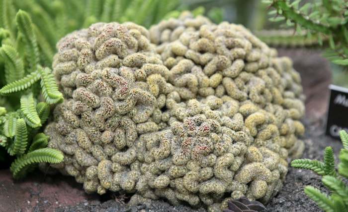 Маммиллярия удлиненная (Mammillaria elongata), фото фотография кактусы