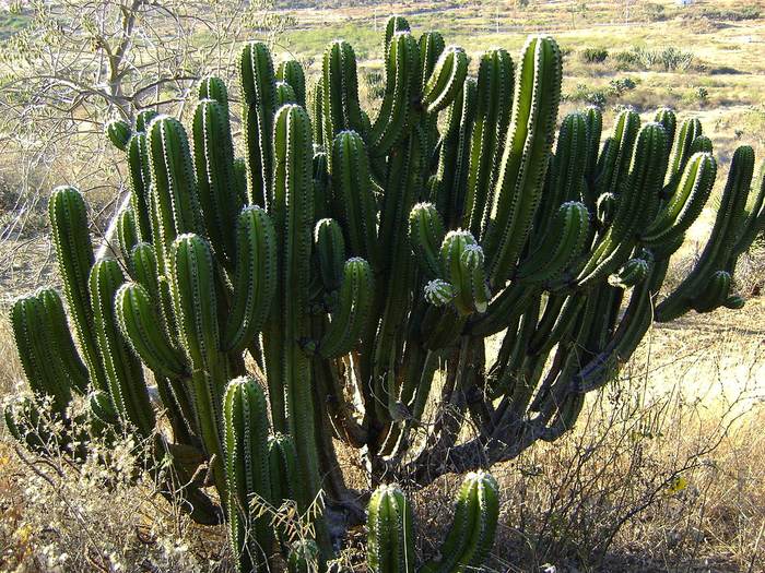 Миртиллокактус Щенцкого (Myrtillocactus schenckii), фото фотография кактусы