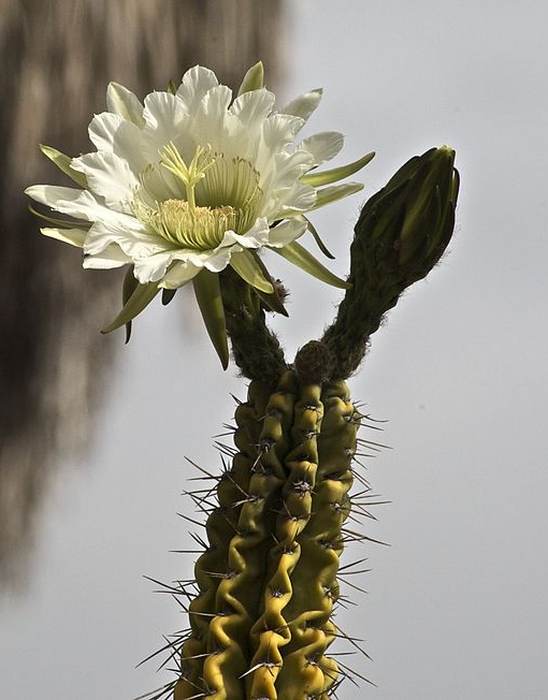 Эхинопсис белеющий (Echinopsis candicans), фото фотография кактусы