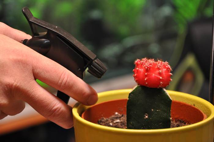 Опрыскивание привитого кактуса, фото фотография кактусы