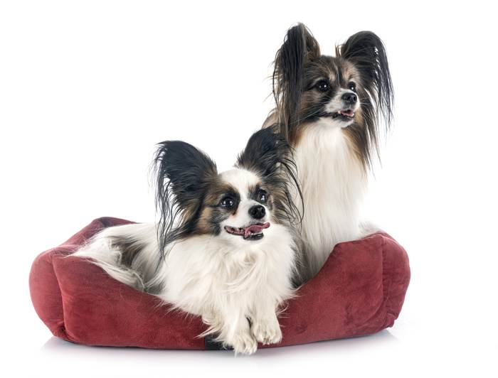 Два папильона на лежанке, фото фотография собаки