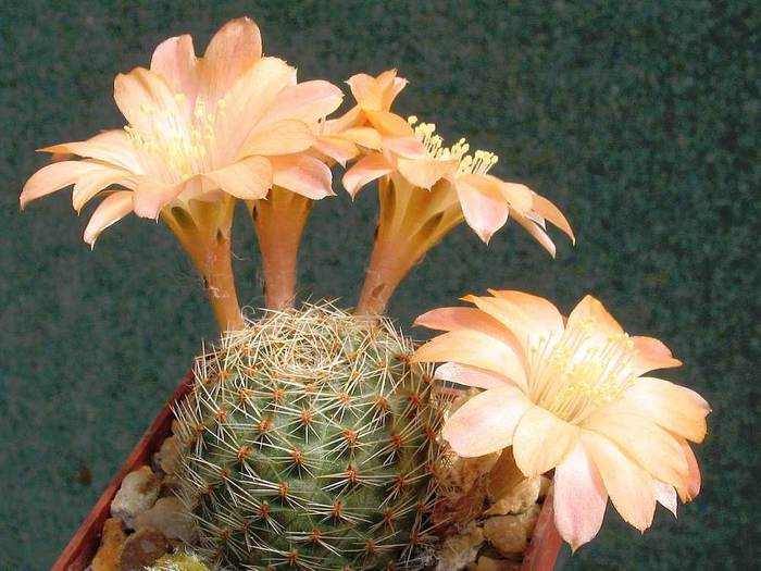 Ребуция маданензис (Rebutia mudanensis), фото фотография кактусы
