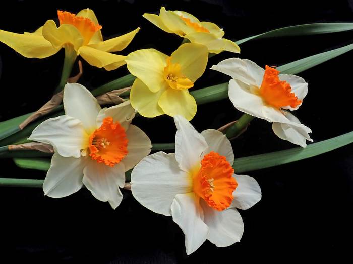 Нарциссы разных сортов, фото фотография весенние цветы